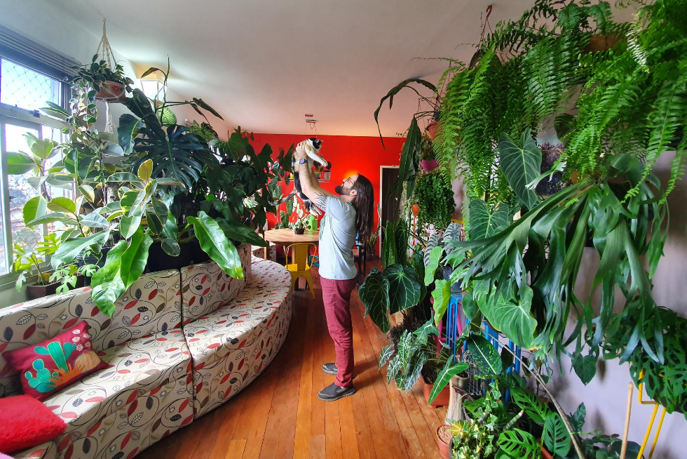 Imagem mostra urban jungle do botânico Samuel Gonçalves